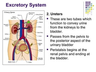 Excretory System
                   2. Ureters
                    These are two tubes which
                      function to convey urine
                      from the kidneys to the
                      bladder.
                    Passes from the pelvis to
                      the posterior aspect of the
                      urinary bladder
                    Peristalsis begins at the
                      renal pelvis and ending at
                      the bladder.
 