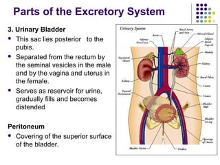 Parts of the Excretory System
3. Urinary Bladder
 This sac lies posterior to the
   pubis.
 Separated from the rectum by
   the seminal vesicles in the male
   and by the vagina and uterus in
   the female.
 Serves as reservoir for urine,
   gradually fills and becomes
   distended

Peritoneum
 Covering of the superior surface
  of the bladder.
 