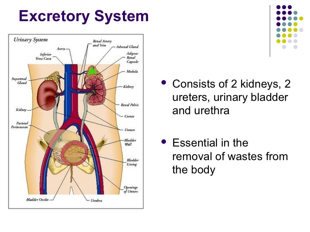Excretory system