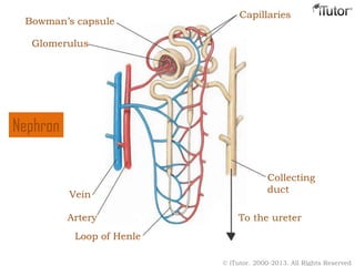 Artery
Vein
Loop of Henle
Bowman’s capsule
Glomerulus
Capillaries
Collecting
duct
To the ureter
© iTutor. 2000-2013. All Rights Reserved
Nephron
 