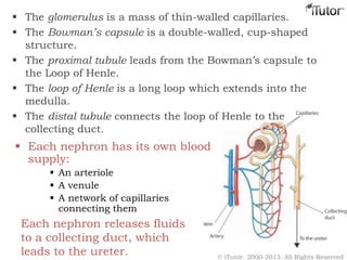  The glomerulus is a mass of thin-walled capillaries.
 The Bowman’s capsule is a double-walled, cup-shaped
structure.
 The proximal tubule leads from the Bowman’s capsule to
the Loop of Henle.
 The loop of Henle is a long loop which extends into the
medulla.
 The distal tubule connects the loop of Henle to the
collecting duct.
 Each nephron has its own blood
supply:
 An arteriole
 A venule
 A network of capillaries
connecting them
Each nephron releases fluids
to a collecting duct, which
leads to the ureter. © iTutor. 2000-2013. All Rights Reserved
 