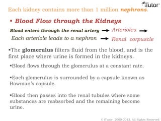 Each kidney contains more than 1 million nephrons.
 Blood Flow through the Kidneys
Blood enters through the renal artery Arterioles
Each arteriole leads to a nephron Renal corpuscle
The glomerulus filters fluid from the blood, and is the
first place where urine is formed in the kidneys.
Blood flows through the glomerulus at a constant rate.
Each glomerulus is surrounded by a capsule known as
Bowman’s capsule.
Blood then passes into the renal tubules where some
substances are reabsorbed and the remaining become
urine.
© iTutor. 2000-2013. All Rights Reserved
 