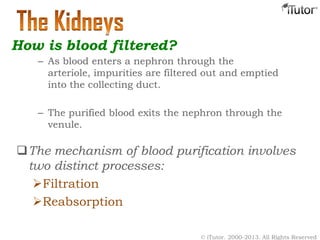 – As blood enters a nephron through the
arteriole, impurities are filtered out and emptied
into the collecting duct.
– The purified blood exits the nephron through the
venule.
How is blood filtered?
The mechanism of blood purification involves
two distinct processes:
Filtration
Reabsorption
© iTutor. 2000-2013. All Rights Reserved
 