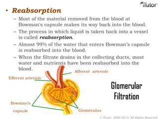• Reabsorption
– Most of the material removed from the blood at
Bowman's capsule makes its way back into the blood.
– The process in which liquid is taken back into a vessel
is called reabsorption.
– Almost 99% of the water that enters Bowman’s capsule
is reabsorbed into the blood.
– When the filtrate drains in the collecting ducts, most
water and nutrients have been reabsorbed into the
blood.
© iTutor. 2000-2013. All Rights Reserved
Glomerulus
Afferent arteriole
Efferent arteriole
Bowman’s
capsule
Glomerular
Filtration
 