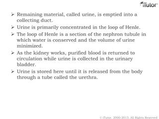  Remaining material, called urine, is emptied into a
collecting duct.
 Urine is primarily concentrated in the loop of Henle.
 The loop of Henle is a section of the nephron tubule in
which water is conserved and the volume of urine
minimized.
 As the kidney works, purified blood is returned to
circulation while urine is collected in the urinary
bladder.
 Urine is stored here until it is released from the body
through a tube called the urethra.
© iTutor. 2000-2013. All Rights Reserved
 