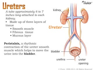 Ureters
Peristalsis, a rhythmic
contraction of the ureter smooth
muscle which helps to move the
urine into the bladder.
A tube approximately 6 to 7
inches long attached to each
kidney.
 Made up of three layers of
tissue
 Smooth muscle
 Fibrous tissue
 Mucous layer
Ureter
© iTutor. 2000-2013. All Rights Reserved
 