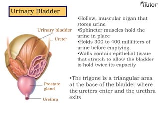 Urinary BladderUrinary Bladder
•Hollow, muscular organ that
stores urine
•Sphincter muscles hold the
urine in place
•Holds 300 to 400 milliliters of
urine before emptying
•Walls contain epithelial tissue
that stretch to allow the bladder
to hold twice its capacity
Urethra
Prostate
gland
Ureter
Urinary bladder
•The trigone is a triangular area
at the base of the bladder where
the ureters enter and the urethra
exits
 