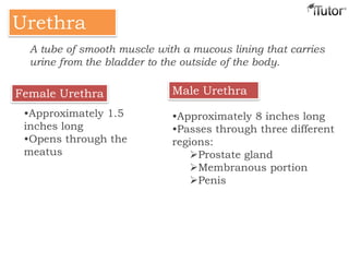 UrethraUrethra
Female Urethra Male Urethra
•Approximately 1.5
inches long
•Opens through the
meatus
•Approximately 8 inches long
•Passes through three different
regions:
Prostate gland
Membranous portion
Penis
A tube of smooth muscle with a mucous lining that carries
urine from the bladder to the outside of the body.
 