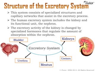  This system consists of specialized structures and
capillary networks that assist in the excretory process.
 The human excretory system includes the kidney and
its functional unit, the nephron.
 The excretory activity of the kidney is changed by
specialized hormones that regulate the amount of
absorption within the nephron.
Bladder Kidneys
Urethra
Ureters
Meatus
© iTutor. 2000-2013. All Rights Reserved
 