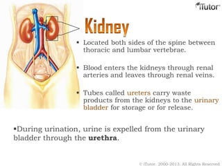  Located both sides of the spine between
thoracic and lumbar vertebrae.
 Blood enters the kidneys through renal
arteries and leaves through renal veins.
 Tubes called ureters carry waste
products from the kidneys to the urinary
bladder for storage or for release.
During urination, urine is expelled from the urinary
bladder through the urethra.
© iTutor. 2000-2013. All Rights Reserved
 