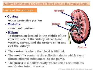 Parts of the Kidney
Kidneys filter about 1700 liters of blood daily in the average adult.
Parts of the kidneys
• Cortex
-outer protective portion
• Medulla
-inner soft portion
• Hilum
-a depression located in the middle of the
concave side of the kidney where blood
vessels, nerves, and the ureters enter and
exit the kidneys Cortex
Medulla
Hilum
© iTutor. 2000-2013. All Rights Reserved
 The cortex is where the blood is filtered.
 The medulla contains the collecting ducts which carry
filtrate (filtered substances) to the pelvis.
 The pelvis is a hollow cavity where urine accumulates
and drains into the ureter.
 