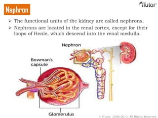  The functional units of the kidney are called nephrons.
 Nephrons are located in the renal cortex, except for their
loops of Henle, which descend into the renal medulla.
Nephron
© iTutor. 2000-2013. All Rights Reserved
 