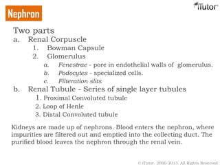 Two parts
a. Renal Corpuscle
1. Bowman Capsule
2. Glomerulus
a. Fenestrae - pore in endothelial walls of glomerulus.
b. Podocytes - specialized cells.
c. Filteration slits
b. Renal Tubule - Series of single layer tubules
1. Proximal Convoluted tubule
2. Loop of Henle
3. Distal Convoluted tubule
Nephron
Kidneys are made up of nephrons. Blood enters the nephron, where
impurities are filtered out and emptied into the collecting duct. The
purified blood leaves the nephron through the renal vein.
© iTutor. 2000-2013. All Rights Reserved
 