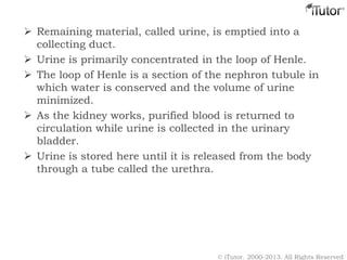  Remaining material, called urine, is emptied into a
collecting duct.
 Urine is primarily concentrated in the loop of He...