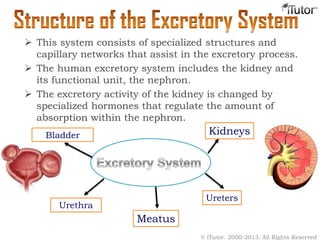  This system consists of specialized structures and
capillary networks that assist in the excretory process.
 The human ...