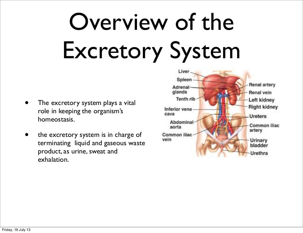 Excretory system