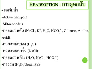 REABSOPTION : การดูดกลับ
- ยกเว้นน้า
-Active transport
-Mitochondria
-ท่อขดส่วนต้น (NaCl , K+, H2O, HCO3
- , Glucose, Amino,
Acid)
-ห่วงเฮนเลขาลง (H2O)
-ห่วงเฮนเลขาขึ้น (NaCl)
-ท่อขดส่วนท้าย (H2O, NaCl , HCO3
- )
-ท่อรวม (H2O, Urea , Salt)
 