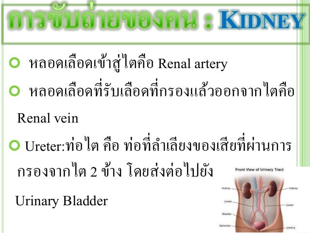 Excretory system ม.5