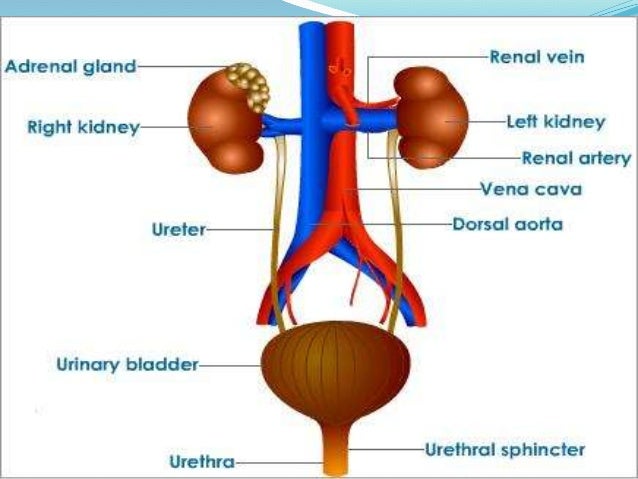 Urinary system essay