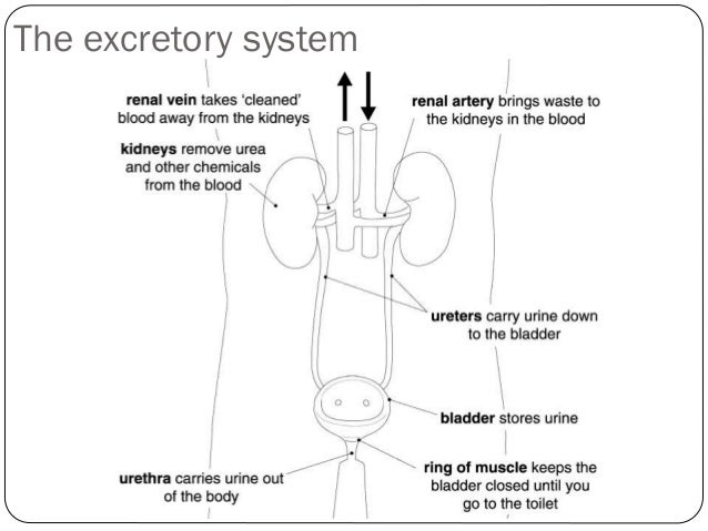 Excretory system