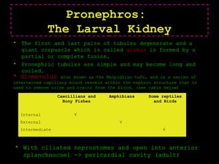 Pronephros:
The Larval Kidney
• The first and last pairs of tubules degenerate and a
giant corpuscle which is called glomus is formed by a
partial or complete fusion.
• Pronephric tubules are simple and may become long and
coiled.
Caecillians and
Bony Fishes
Amphibians Some reptiles
and Birds
Internal √
External √
Intermediate √
• Glomerulus also known as the Malpighian tuft, and is a series of
intertwined capillary blood vessels within the nephron structure that is
used to remove urine and toxins from the blood. (see table below)
• With ciliated neprostomes and open into anterior
splanchnocoel -> pericardial cavity (adult)
 