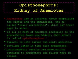 Opisthonephros:
Kidney of Anamiotes
• Anamniotes are an informal group comprising
the fishes and the amphibians, the so-
called "lower vertebrates", which lay their
eggs in water.
• If all or most of mesomere posterior to the
pronephores forms one kidney, that kidney
is called opisthonephros.
• Typical to late larvae and adult amniotes.
• Develops later in time than pronephros.
• Opistonephric tubules are more coiled
compared to pronephros and bulges more in
coelom.
 
