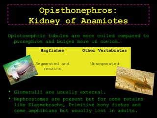 Opisthonephros:
Kidney of Anamiotes
Hagfishes Other Vertebrates
Segmented and
remains
Unsegmented
Opistonephric tubules are more coiled compared to
pronephros and bulges more in coelom.
• Glomerulli are usually external.
• Nephrostomes are present but for some retains
like Elasmobrachs, Primitive bony fishes and
some amphibians but usually lost in adults.
 