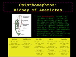 • The mesonephros (Greek for
"middle kidney") is one of
three excretory organs that
develop in vertebrates. It
serves as the main excretory
organ of aquatic vertebrates
and as a temporary kidney in
reptiles, birds, and mammals.
• Development is inversely
proportional to the excretory
efficiency of placenta.
Opisthonephros:
Kidney of Anamiotes
Fishes Amphibians Reptiles Birds Mammals
forms the
anterior
portion of the
permanent
kidneys
forms the
anterior
portion of the
permanent
kidneys
atrophies and
for the most
part
disappears
rapidly as the
permanent
kidney
(metanephros)
begins to
develop
atrophies and
for the most
part
disappears
rapidly as the
permanent
kidney
(metanephros)
begins to
develop
atrophies and
for the most
part
disappears
rapidly as the
permanent
kidney
(metanephros)
begins to
develop
 