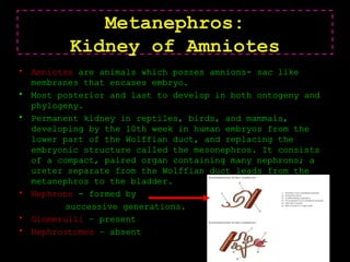 Metanephros:
Kidney of Amniotes
• Amniotes are animals which posses amnions- sac like
membranes that encases embryo.
• Most posterior and last to develop in both ontogeny and
phylogeny.
• Permanent kidney in reptiles, birds, and mammals,
developing by the 10th week in human embryos from the
lower part of the Wolffian duct, and replacing the
embryonic structure called the mesonephros. It consists
of a compact, paired organ containing many nephrons; a
ureter separate from the Wolffian duct leads from the
metanephros to the bladder.
• Nephrons - formed by
successive generations.
• Glomerulli – present
• Nephrostomes – absent
 