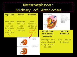 Metanephros:
Kidney of Amniotes
Reptiles Birds Mammals
Metenaph
ros
varies
in shape
and
lobulate
d.
Kidneys
are fit
into
hollow
cavity.
Have
collecti
ng basin
called
renal
pelvis
Primitive
and small
mammals
Marine
Mammals
Kidneys are
bean shaped
simple and
smooth
Rat lobate
kidneys
 