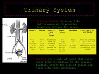 Urinary System
• Urinary Bladder is a sac like
hollow organ which provides
temporary storage for urine.
Mammals Fishes Lampreys
and
Teleo-
costs
Amphi-
bians
Reptiles Other Reptiles
and Birds
Urine
by
absorp-
tion or
secre-
tion
Have
small
uri-
nary
blad-
ders
Posterior
ends of
urinary
ducts
serves as
bladders
Has
large
ventral
outpoc-
keting
of the
cloaca
Have
iden-
tical
clocal
bladder
Have no urinary
bladders because
they excrete a
semisolid urine
containing uric
acid.
• Ureters are a pair of tubes that carry
urine from the kidneys to the urinary
bladder. enters the side of cloaca and
joins with fecal materials.
 