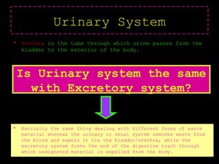 • Urethra is the tube through which urine passes from the
bladder to the exterior of the body.
Urinary System
Is Urinary system the same
with Excretory system?
• Basically the same thing dealing with different forms of waste
material whereas the urinary or renal system removes waste from
the blood and expels it via the bladder/urethra, while the
excretory system forms the end of the digestive tract through
which undigested material is expelled from the body.
 