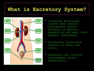 What is Excretory System?
• a passive biological
system that removes
nitrogenous wastes
products of protein
metabolism and many other
harmful substances.
• Eliminates controlled
amounts of water and
salts.
• Maintains the internal
environment within
homeostasis.
 