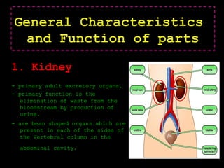 General Characteristics
and Function of parts
1. Kidney
- primary adult excretory organs.
- primary function is the
elimination of waste from the
bloodstream by production of
urine.
- are bean shaped organs which are
present in each of the sides of
the Vertebral column in the
abdominal cavity.
 