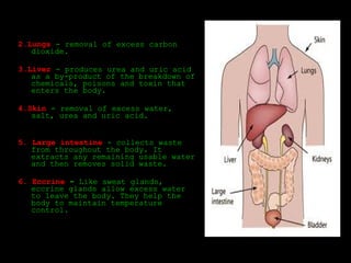 2.Lungs - removal of excess carbon
dioxide.
3.Liver - produces urea and uric acid
as a by-product of the breakdown of
chemicals, poisons and toxin that
enters the body.
4.Skin - removal of excess water,
salt, urea and uric acid.
5. Large intestine - collects waste
from throughout the body. It
extracts any remaining usable water
and then removes solid waste.
6. Eccrine - Like sweat glands,
eccrine glands allow excess water
to leave the body. They help the
body to maintain temperature
control.
 