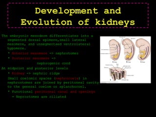 Development and
Evolution of kidneys
The embryonic mesoderm differentiates into a
segmented dorsal epimere,small lateral
mesomere, and unsegmentaed ventrolateral
hypomere.
* Anterior mesomere -> nephrotomes
* Posterior mesomere ->
nephrogenic cord
At midpoint and posterior levels
* Kidney -> nephric ridge
Small coelomic spaces (nephrocoels) in
nephrostomes are joined by peritoneal cavity
to the general coelom or splanchocoel.
* Functional peritoneal canal and openings
= Neprostomes are ciliated
 