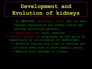 * In AMNIOTES, peritoneal canal fail to form
instead nephrocoels are formed within the
cord by cavitation process.
* Nephrocoels -> renal capsules
• Nephric tubules -> outgrowths of the walls of
nephrocoels or solid masses of mesenchyme.
* Anterior tubules are first to develop and
its outer ends join to form nephric ducts.
* Nephric Duct extends to cloaca.
Development and
Evolution of kidneys
 