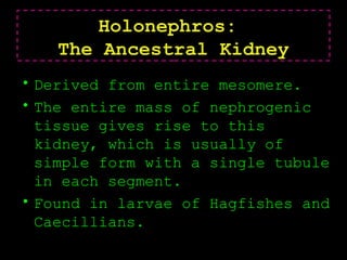 Holonephros:
The Ancestral Kidney
• Derived from entire mesomere.
• The entire mass of nephrogenic
tissue gives rise to this
kidney, which is usually of
simple form with a single tubule
in each segment.
• Found in larvae of Hagfishes and
Caecillians.
 