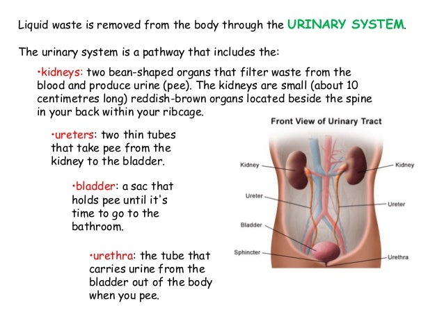Excretory system