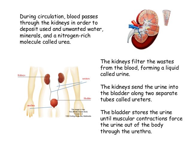 Excretory system