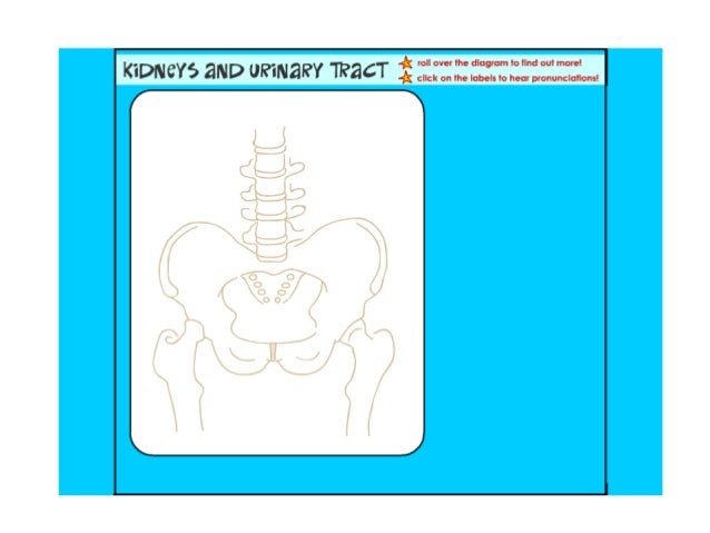 What are fun facts about the excretory system?