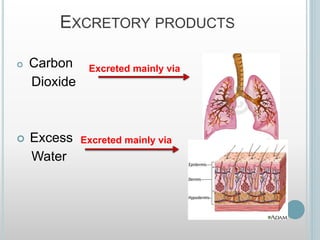 EXCRETORY PRODUCTS
 Carbon
Dioxide
 Excess
Water
Excreted mainly via
Excreted mainly via
 