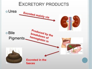 EXCRETORY PRODUCTS
Urea
Bile
Pigments
Excreted in the
faeces
 