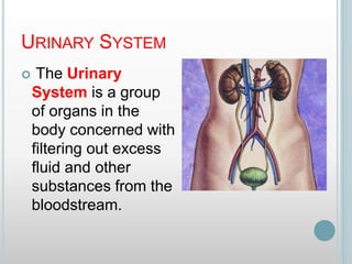 URINARY SYSTEM
 The Urinary
System is a group
of organs in the
body concerned with
filtering out excess
fluid and other
substances from the
bloodstream.
 