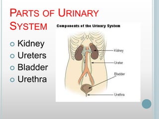 PARTS OF URINARY
SYSTEM
 Kidney
 Ureters
 Bladder
 Urethra
 