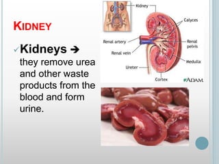 KIDNEY
Kidneys 
they remove urea
and other waste
products from the
blood and form
urine.
 