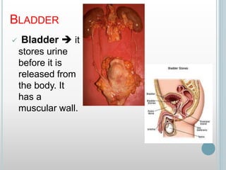 BLADDER
 Bladder  it
stores urine
before it is
released from
the body. It
has a
muscular wall.
 