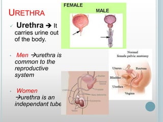 URETHRA
 Urethra  It
carries urine out
of the body.
• Men urethra is
common to the
reproductive
system
• Women
urethra is an
independant tube
 