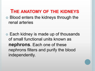 THE ANATOMY OF THE KIDNEYS
 Blood enters the kidneys through the
renal arteries
 Each kidney is made up of thousands
of small functional units known as
nephrons. Each one of these
nephrons filters and purify the blood
independently.
 