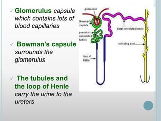  Glomerulus capsule
which contains lots of
blood capillaries
 Bowman’s capsule
surrounds the
glomerulus
 The tubules and
the loop of Henle
carry the urine to the
ureters
 